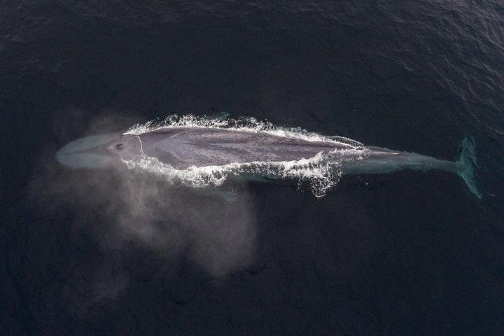 Blue Whale in Monterey Bay